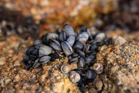 Small black shells on a wet stone Stock Photos