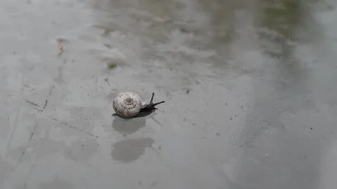 Small black snail Stock Footage 142901261