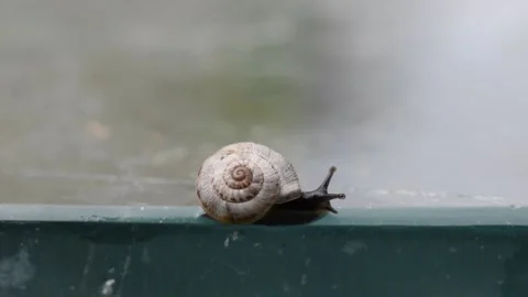 Small black snail Stock Footage 142989228
