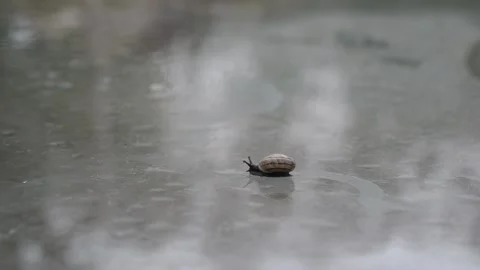 Small black snail Stock Footage 143639313
