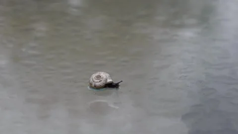 Small black snail Stock Footage 143873847