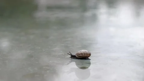 Small black snail Stock Footage 144022379