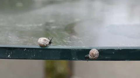 Small black snails Stock Footage 143494257