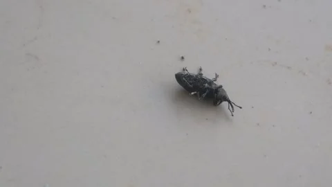 A small black snout beetle upside down on the floor surface Stock Footage 333346558