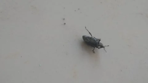 A small black snout beetle upside down on the floor surface Stock Footage 333346559