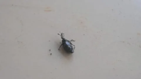 A small black snout beetle upside down on the floor surface Stock Footage 333346562