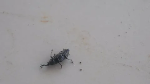 A small black snout beetle upside down on the floor surface Stock Footage 333346563