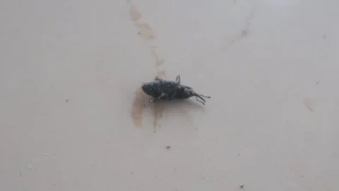 A small black snout beetle upside down on the floor surface Stock Footage 333346565