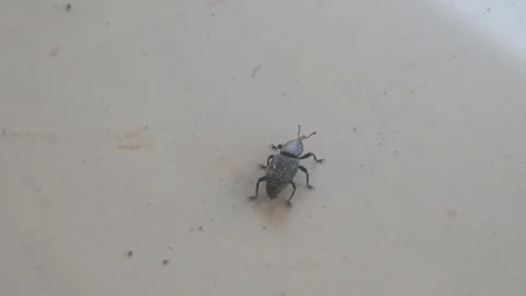 A small black snout beetle upside down on the floor surface Stock Footage 333346568
