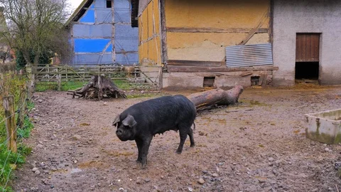 Small black sow running around the farm with half-timbered houses Stock Footage 124473672