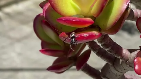 A Small Black Spider Crawling On A Plant 스톡 동영상 288914818