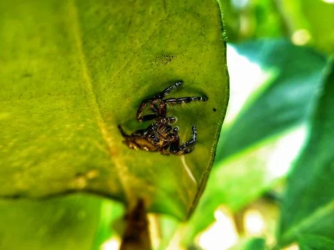 Small black spider Stock Photos