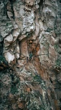 A small black spider on a tree Stock Photos