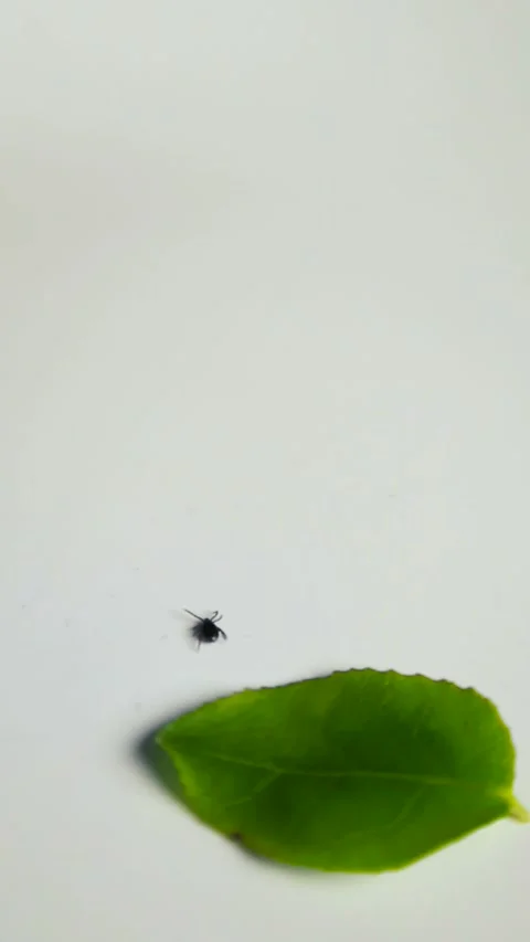 Small Black Tick Possibly Carrying Lyme Disease Moving on a White Surface Stock Footage 340849819