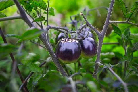 Small black tomato Stockfoto's