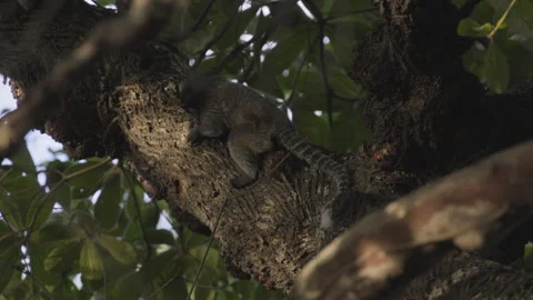 Small black-tufted marmoset looking for ants to feed on a tree Stock Footage 265679053