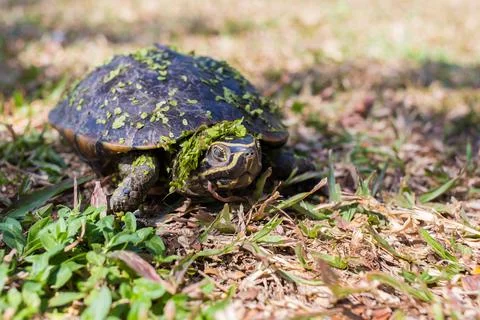 The small black turtle is walking in the grass field. The green grass stick. Stock Photos
