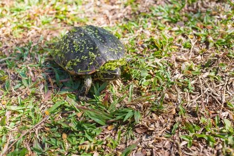 The small black turtle is walking in the grass field. The green grass stick . Stock Photos
