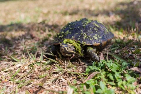 The small black turtle is walking in the grass field. The green grass stick.. Stock Photos