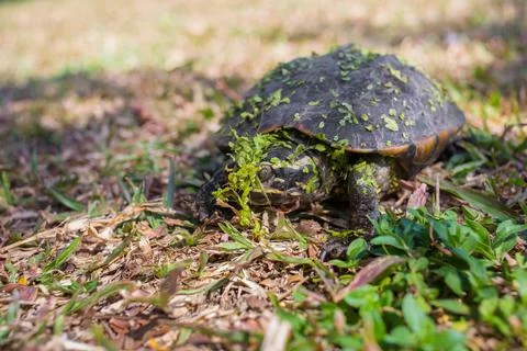 A small black turtle was walking up from the swamp. Stock Photos