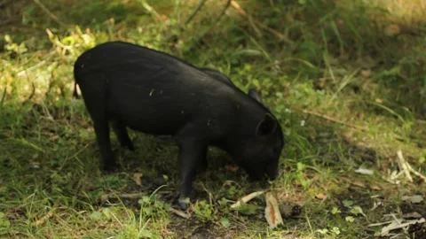 Small black vietnamese piglet 스톡 동영상 232859566
