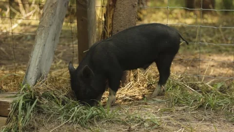 Small black vietnamese piglet Stock Footage 232859756
