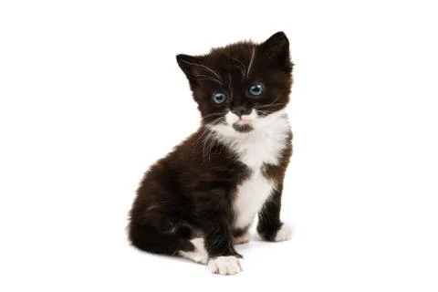Small black-white kitten Stock Photos