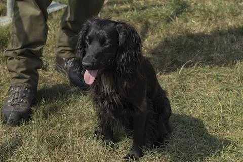 Small black working cocker spaniel Stock Photos