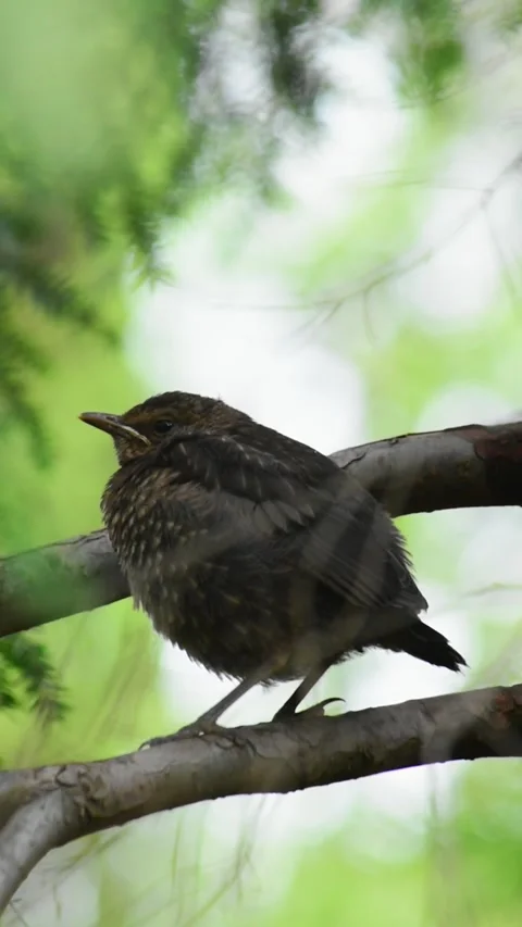 Small blackbird Stock Footage 272762667