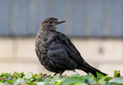 Small blackbird perched on top of a patch of vibrant green grass on a sunny day Fotos de archivo