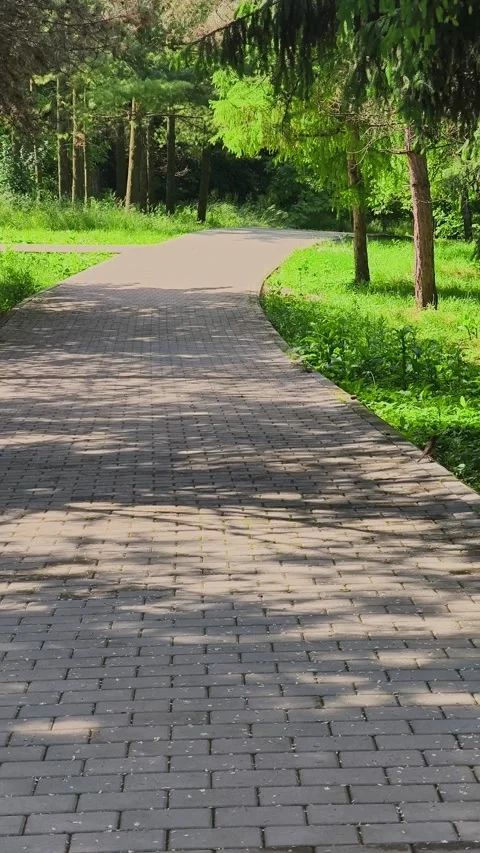 A small blackbird walking gracefully along a scenic stone path Stock Footage 336781695