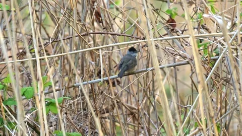 Small blackcap perched on reed singing in early morning light filmed in slo.. Stock-Footage 334036308