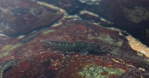 Small blenny fish resting on underwater rock in tide pool Stock Footage 327836982