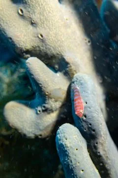 Small Blenny on a sponge Stock Photos