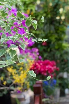 Small blooming garden Stock Photos