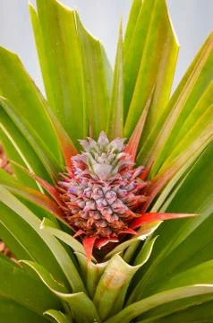Small blooming pineapple flower surrounded by green leaves. Blurred background Stock Photos