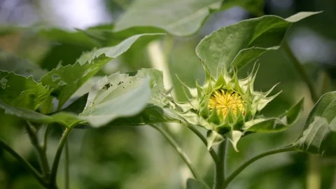 Small Blooming Sunflower Stock Footage 91410825