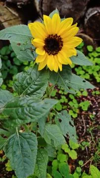 Small blooming sunflower. Stock Photos