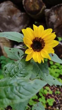 Small blooming sunflower. Stock Photos