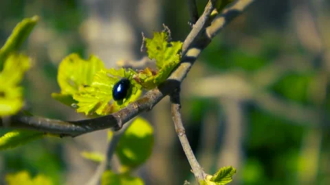 Small blue alder leaf beetle crawling on green tree leaf in forest. Stock Footage 337747976