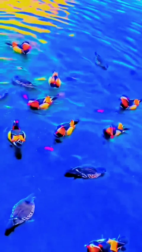 Small Blue and Yellow Fish Swimming in Deep Blue Ocean Stock Footage 337756542