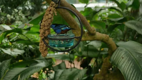Small blue bird in a feeder hanging in a tree with a corn cob shaped seed food o Stock Footage 300811731