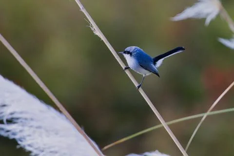 A small blue bird is perched on a thin branch Stock Photos