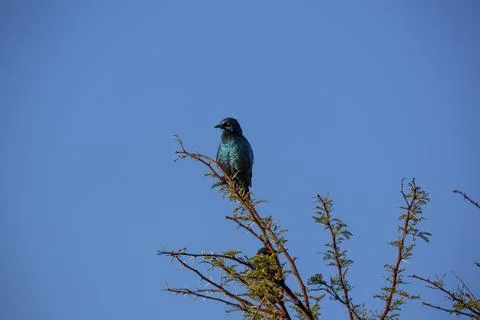 A small blue bird perched on a tree branch in South Africa Stock Photos