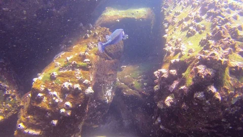 Small Blue Box Fish Swimming In The Colorful Corals, Galapagos Stock Footage 108336845