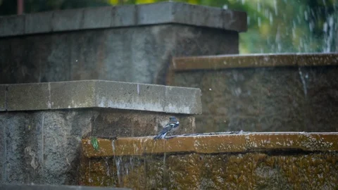 Small blue-brown bird washes in city park fountain in slow motion 4K video Stock Footage 104865275
