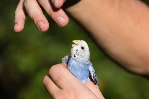 A small blue budgie held gently in human hands outdoors. Stock Photos