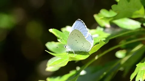 Small Blue Butterfly Stock Footage 54112412
