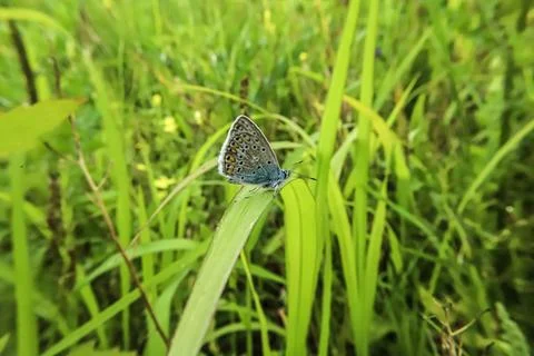 Small blue butterfly with patterned wings rests on a blade of grass Stock Photos