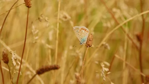 A small blue butterfly rests on a dried flower head Video stock 343525139